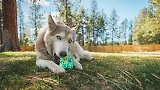 Thumbnail 3 of RUFFWEAR Morel Dog Toy - Grey Sky