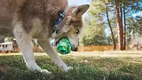 Thumbnail 5 of RUFFWEAR Morel Dog Toy - Grey Sky