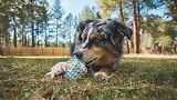Thumbnail 4 of RUFFWEAR Morel Dog Toy - Grey Sky