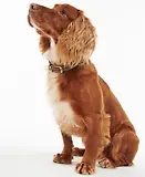 Thumbnail 2 of Barbour Leather Dog Collar - Brown