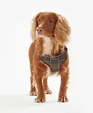 Thumbnail 4 of Barbour Travel & Exercise Dog Harness - Classic Tartan