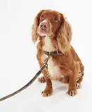 Thumbnail 3 of Barbour Reflective Tartan Dog Lead - Classic Tartan