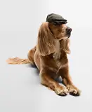 Thumbnail 2 of Barbour Dog Wax Flat Cap - Olive