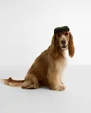 Thumbnail 2 of Barbour Wilkin Dog Flat Cap - Olive Check