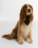 Thumbnail 2 of Barbour Wilkin Dog Bandana - Olive Check