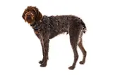 Thumbnail 9 of RUFFWEAR Front Range Dog Harness - Moonlight Mountains
