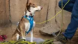 Thumbnail 9 of RUFFWEAR Flagline Dog Harness - Basalt Grey