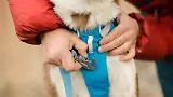 Thumbnail 10 of RUFFWEAR Flagline Dog Harness - Basalt Grey
