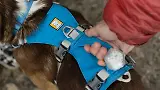Thumbnail 11 of RUFFWEAR Flagline Dog Harness - Basalt Grey