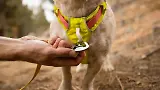 Thumbnail 10 of RUFFWEAR Hi & Light Lightweight Dog Harness - Basalt Grey
