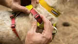 Thumbnail 12 of RUFFWEAR Hi & Light Lightweight Dog Harness - Basalt Grey