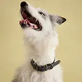 Thumbnail 9 of Joules Leather Dog Collar - Navy