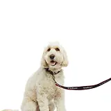 Thumbnail 2 of Ariat Dog Leash - Team