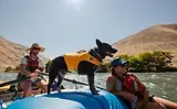 Thumbnail 15 of RUFFWEAR Float Coat Dog Life Jacket - Wave Orange