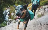 Thumbnail 10 of RUFFWEAR Front Range Day Pack - River Rock Green