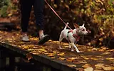 Thumbnail 8 of RUFFWEAR Hi & Light Lightweight Dog Harness - Basalt Grey