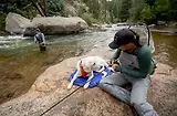 Thumbnail 11 of RUFFWEAR Highlands Dog Sleeping Bag - Huckleberry Blue (Medium)