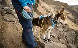 Thumbnail 15 of RUFFWEAR Hitch Hiker Dog Lead - Slate Blue