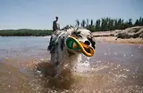 Thumbnail 5 of RUFFWEAR Hydro Plane Floating Throw Toy - Campfire Orange