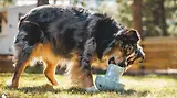 Thumbnail 5 of RUFFWEAR Porcini Dog Toy - Blue Prism