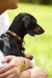 Thumbnail 2 of Holland Cooper HC Studded Dog Collar - Chestnut