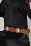 Thumbnail 3 of Holland Cooper HC Studded Dog Collar - Chestnut