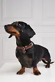 Thumbnail 4 of Holland Cooper HC Studded Dog Collar - Chestnut