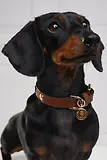 Thumbnail 5 of Holland Cooper HC Studded Dog Collar - Chestnut
