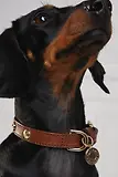 Thumbnail 6 of Holland Cooper HC Studded Dog Collar - Chestnut