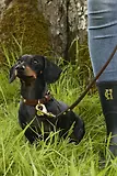 Thumbnail 7 of Holland Cooper HC Studded Dog Collar - Chestnut