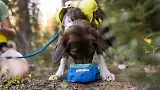 Thumbnail 6 of RUFFWEAR Trail Runner Ultralight Dog Bowl - Blue Pool