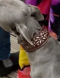 Thumbnail 3 of Penelope Chilvers Dog Collar - Bitter Chocolate