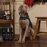 Thumbnail 5 of Joules Packaway Dog Jacket - Blackwatch Check
