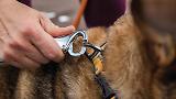 Thumbnail 9 of RUFFWEAR Roamer Bungee Dog Lead - Orion Blue