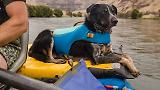 Thumbnail 12 of RUFFWEAR Float Coat Dog Life Jacket - Wave Orange