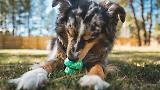 Thumbnail 4 of RUFFWEAR Toadstool Dog Toy - Moss Green