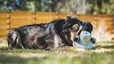 Thumbnail 4 of RUFFWEAR Porcini Dog Toy - Blue Prism