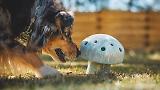 Thumbnail 3 of RUFFWEAR Porcini Dog Toy - Blue Prism