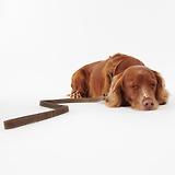 Thumbnail 6 of Barbour Leather Dog Lead - Brown