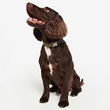 Thumbnail 4 of Barbour Reflective Tartan Dog Collar - Classic Tartan