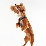 Thumbnail 2 of Barbour Tartan Dog Harness - Classic Tartan