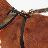 Thumbnail 6 of Barbour Tartan Dog Harness - Classic Tartan
