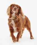 Thumbnail 3 of Barbour Leather Dog Collar - Brown