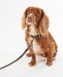 Thumbnail 3 of Barbour Reflective Tartan Dog Lead - Classic Tartan