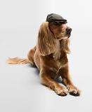 Thumbnail 2 of Barbour Dog Wax Flat Cap - Olive