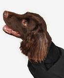 Thumbnail 7 of Barbour Wax Dog Coat - Black