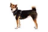 Thumbnail 9 of RUFFWEAR Front Range Dog Harness - Basalt Grey