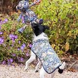 Thumbnail 6 of William Morris Reversible Dog Coat - Strawberry Thief Print