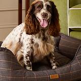Thumbnail 11 of Joules Dog Box Bed - Henson Check