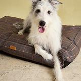 Thumbnail 7 of Joules Dog Mattress - Henson Check